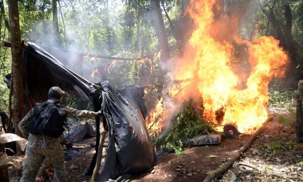 Destruyen 27 toneladas de marihuana y campamento narco en Canindeyú – Diario TNPRESS