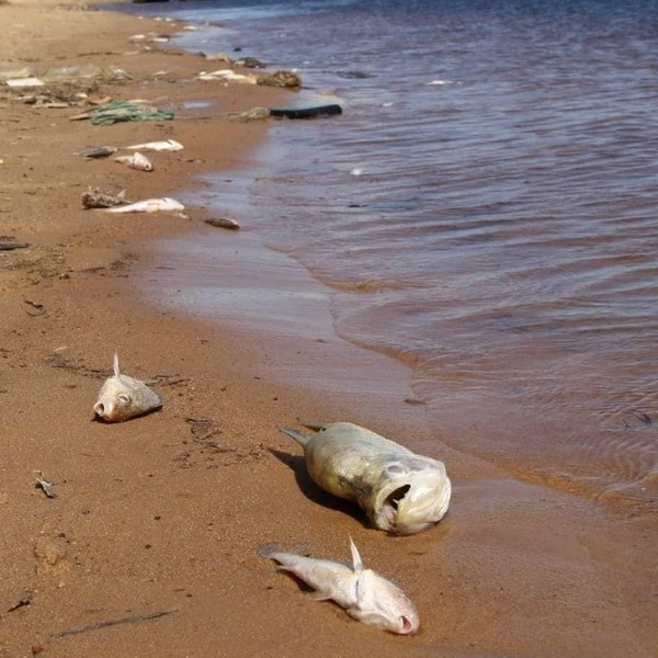 PREOCUPANTE MORTANDAD DE PECES - La Voz del Norte