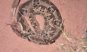 Serpiente mordió a un niño de 6 años