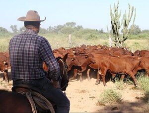 Carne a EE.UU.: Paraguay debe responder sobre abusos laborales en la ganadería · Radio Monumental 1080 AM