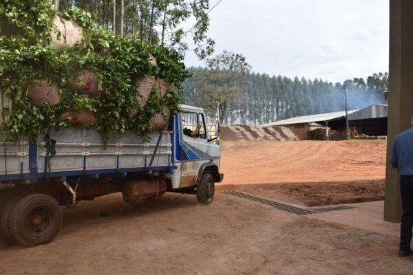 Brasil crea un sistema que promete multiplicar por diez la productividad de los cultivos de yerba mate - Revista PLUS