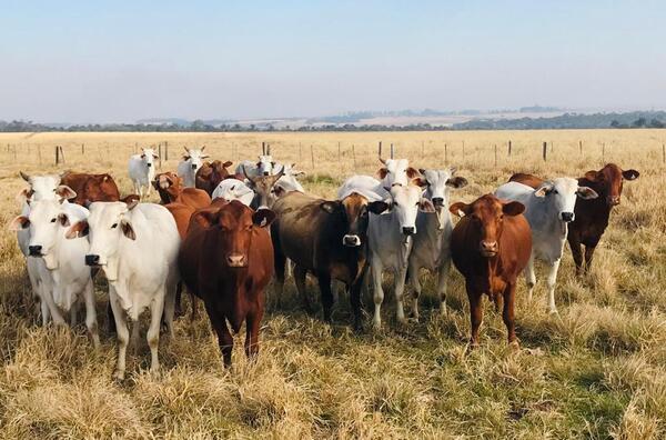 EE.UU. otorgó subvención millonaria para abordar abusos laborales en la producción de carne de Paraguay y Brasil