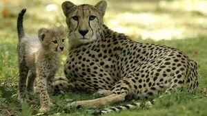 Nacieron primeras crías en la India, luego de 70 años de extinción