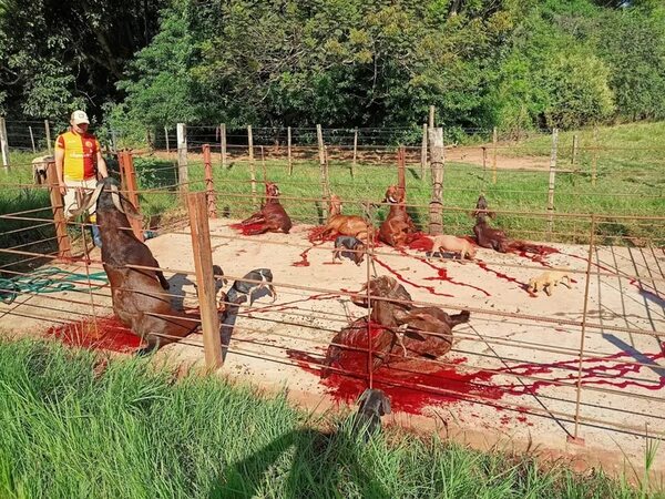 Aplicaron rifle sanitario a 6 cabras de raza Red Kalahari - Nacionales - ABC Color