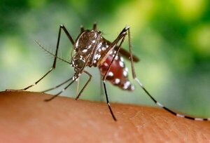 Paraguay tiene la epidemia más grande chikungunya, según expertos - ADN Digital