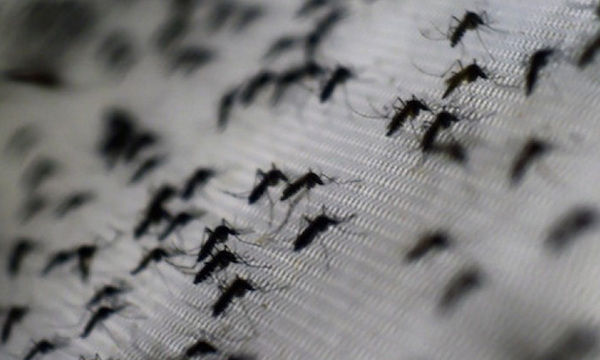 Paraguay registra el peor escenario de chikungunya en Sudamérica - OviedoPress