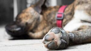 Mató a perro de su vecina "porque había muchos animales en la calle"