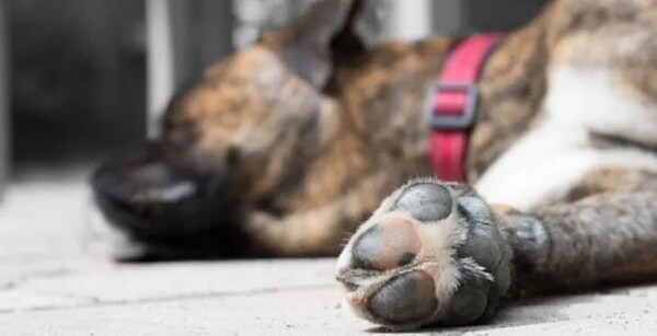 Mató a perro de su vecina "porque había muchos animales en la calle" - Noticiero Paraguay