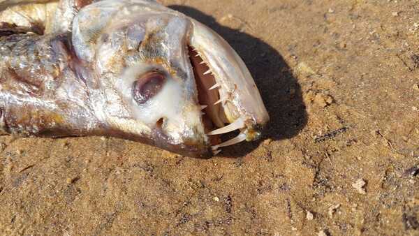 Extraña mortandad de peces - C9N