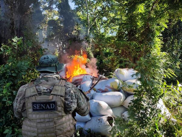 Más de 2 toneladas de marihuana fueron anuladas en San Pedro | 1000 Noticias