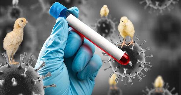 La Nación / Confirman en Chile el primer caso de gripe aviar en humanos
