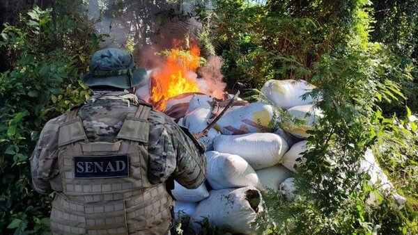 Destruyen más de 2 toneladas de marihuana en San Pedro