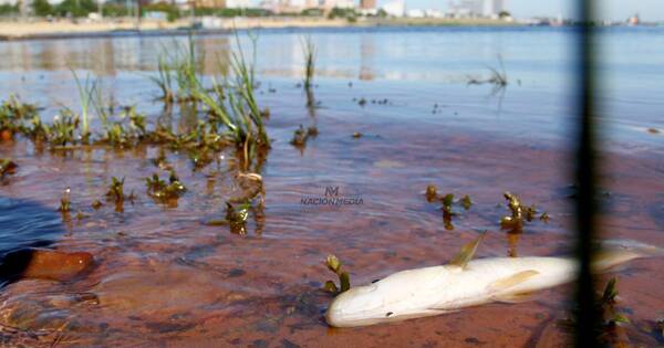 La Nación / La muerte masiva de peces amerita una investigación más profunda