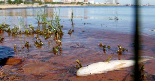 La Nación / La muerte masiva de peces amerita una investigación más profunda