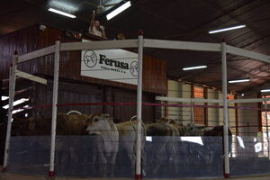 Ferusa Negocios despachó el 100% de la invernada a “muy buenos valores”