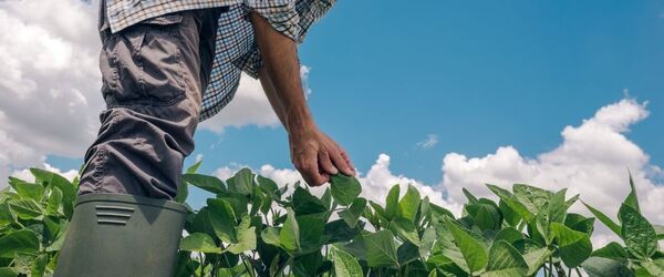 Recuperación agrícola alienta perspectivas del negocio bancario paraguayo, según Moody´s - MarketData