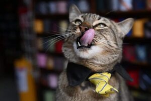 Tener perro o gato se asocia con menos alergias alimenticias en niños - Mascotas - ABC Color
