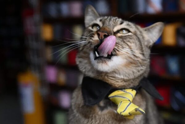 Tener perro o gato se asocia con menos alergias alimenticias en niños - Mascotas - ABC Color