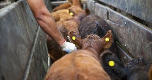 La vacunación contra la Fiebre Aftosa tuvo una cobertura del 99% del hato bovino nacional