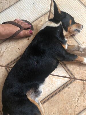 Profesor mató de un balazo al perro de su vecina porque le molestaba verlo en la calle - La Clave