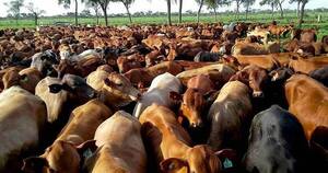 La Nación / Senacsa confía que EEUU habilite el ingreso de carne paraguaya en dos meses