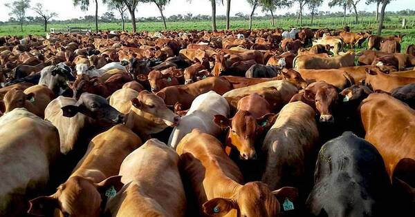 La Nación / Senacsa confía que EEUU habilite el ingreso de carne paraguaya en dos meses
