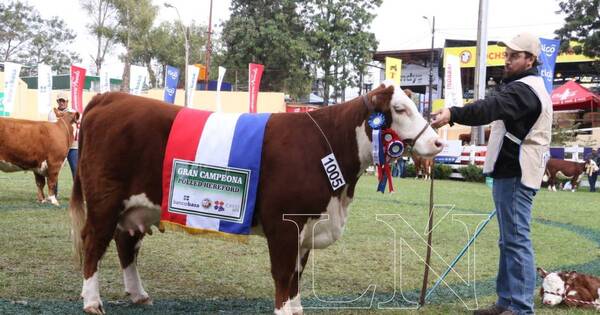 La Nación / Polled Hereford lanzará este año su carne certificada y hará su primera expo