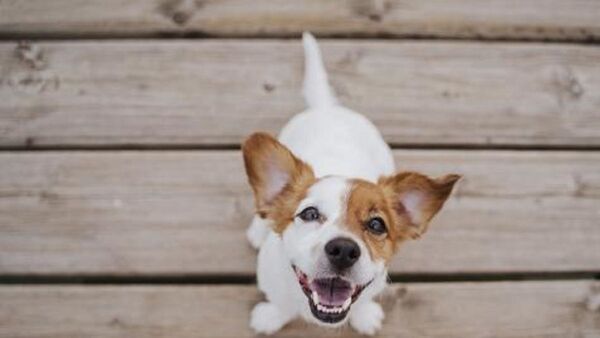 Tener perro o gato se asocia con menos alergias alimentarias en niños