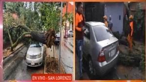 Colosal árbol se desplomó sobre un automóvil - Noticias Paraguay