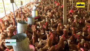 Video: Gripe aviar en Uruguay y Argentina preocupan a Paraguay  - ABC Rural - ABC Color