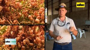 Video: Plagas y enfermedades que atacan al maní y su control  - ABC Rural - ABC Color