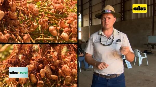 Video: Plagas y enfermedades que atacan al maní y su control - ABC Rural - ABC Color