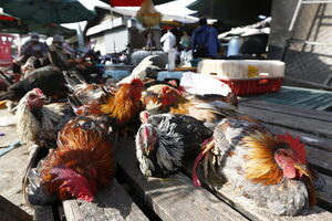 Brasil prohíbe ferias y exposiciones con aves para evitar la gripe aviar - MarketData