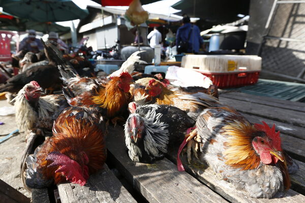 Brasil prohíbe ferias y exposiciones con aves para evitar la gripe aviar - MarketData