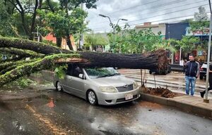 Un añoso árbol cayó sobre un vehículo en San Lorenzo - Nacionales - ABC Color