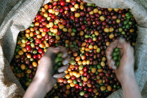 Las exportaciones de café salvadoreño crecieron un 12,1 % hasta febrero - MarketData