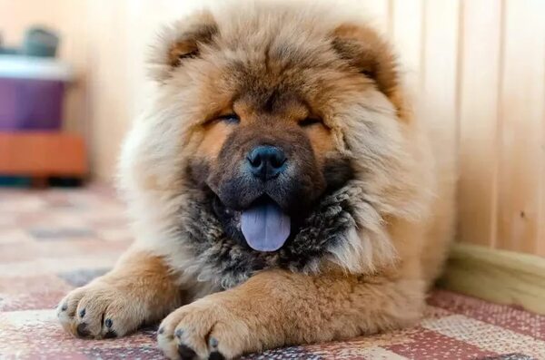 Los perros de la raza Chow Chow son los más propensos a sufrir alergias - Mascotas - ABC Color