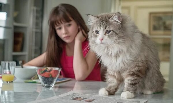 Gatos: Dietas vegetarianas pueden causar problemas - Mascotas - ABC Color
