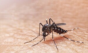 Dengue y Chikungunya: ¿Es recomendable el uso de repelente en niños? - C9N