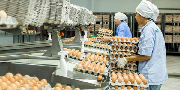 LOS PRECIOS DE LOS HUEVOS SE MANTIENEN SEGÚN LOS ESTIPULADO EN EL MERCADO - Itapúa Noticias