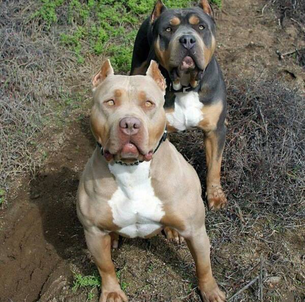 Dos Pitbull fueron atacados salvajemente por vecinos