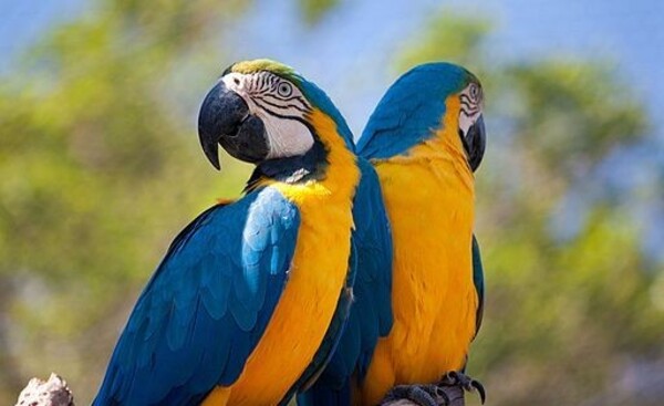 Buscan reintroducir el guacamayo azul y amarillo en su hábitat