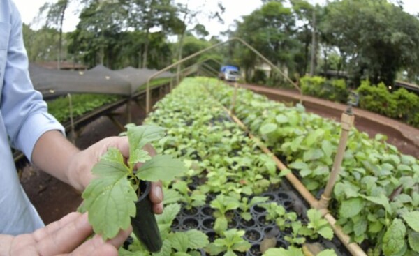 Vivero de ITAIPU produce semillas de especies nativas