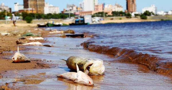 La Nación / Mortandad de peces: confirman que el poco oxígeno diluido en el río causó este fenómeno