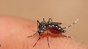 Salud advierte que 50% del virus de chikungunya está en el interior del país - Noticias Paraguay