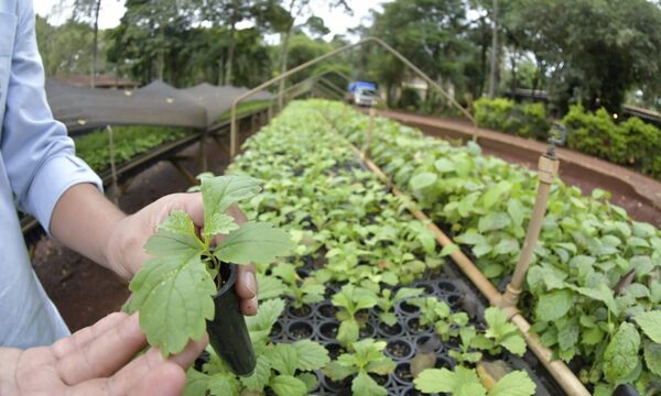 Vivero de Itaipu produce semillas de especies nativas de interés para la región