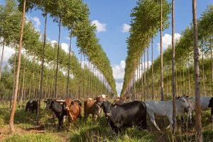 Confirman casi nula contribución de Paraguay en gases de efecto invernadero - Nacionales - ABC Color