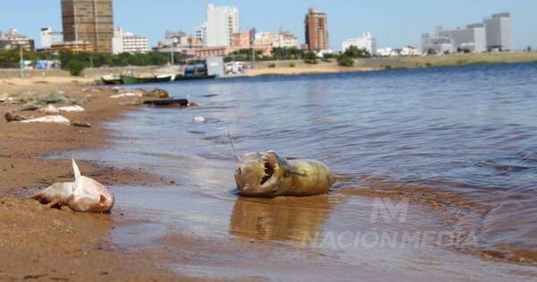 La Nación / Muerte de peces, por poco oxígeno