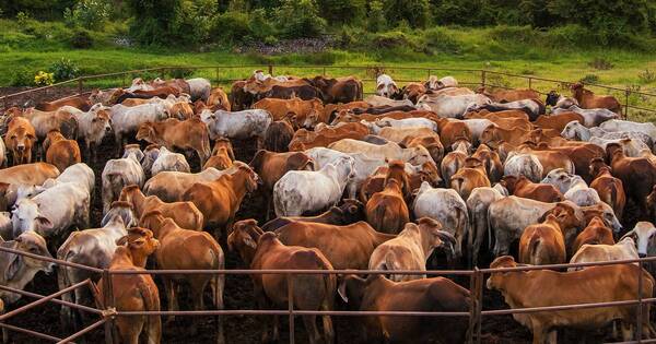 La Nación / Sector productivo se preocupa por acusación por uso de tierras