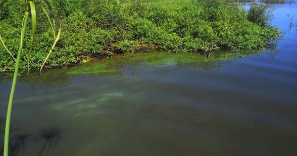 La Nación / Estudian floración de algas de agua dulce